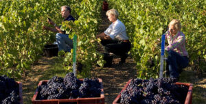 Vendanges manuelles 2019, Alsace.