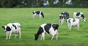 Troupeau de Bovins,