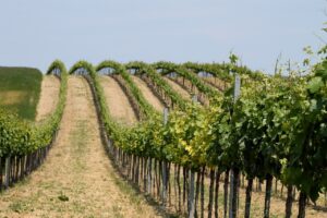 Vigne Nouvelle-Aquitaine,